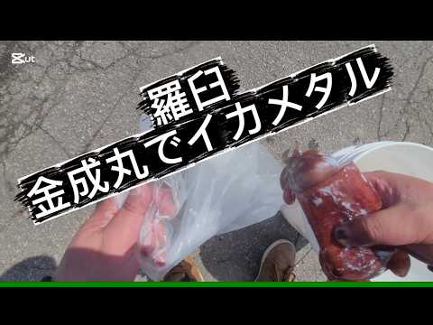 羅臼金成丸でイカメタル