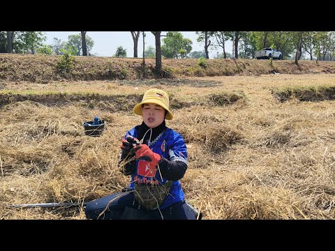 อุณหภูมิเพิ่มขึ้นหาเขียดโม้สู้