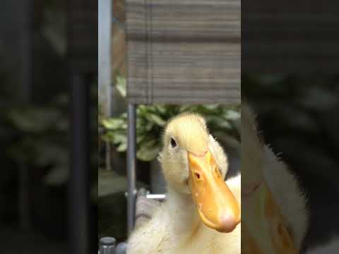 Hello world ! I am Mr Duck #shorts #mrduck