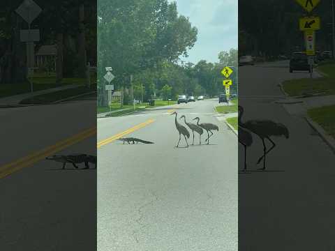 Three Cranes Chase An Alligator Across <strong>The</strong> <strong>Road</strong>