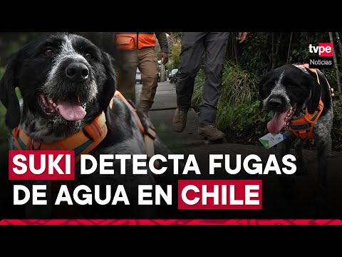 Suki, la perra que detecta con su olfato fugas de agua subterráneas en Chile