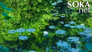 生命は永遠――四季折々の墓地公園｜創価学会公式