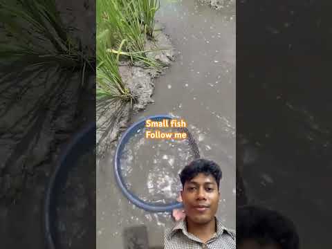 #nancysong #smallfishcurry #music #nancy #habibwahidnewsong #amardingulosobjayhariyeadhare