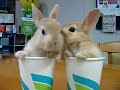 2 Bunnies 2 Cups - Popcorn Edition