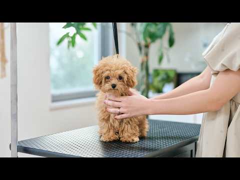 生後４ヶ月の子犬、初めてのトリミングに緊張MAX