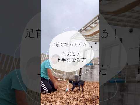 ※説明欄見てね！【足首を狙ってくる、、子犬との遊び方】