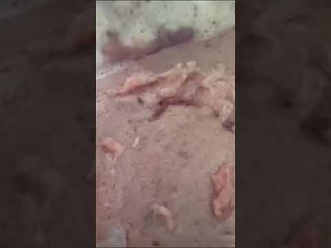 ¡Picadillo con gusanos! Esto es lo que venden al pueblo cubano en Cuba para “alimentarse”