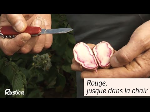 Rouge des Flandres, une pomme de terre colorée