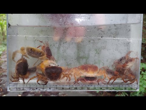 サワガニの簡単な獲り方と美味しい食べ方