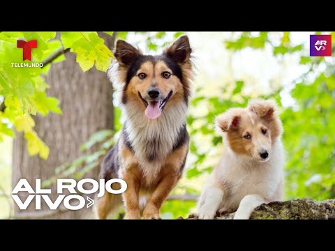 10 nuevas razas de perros que muchos no conocen | Al Rojo Vivo | Telemundo