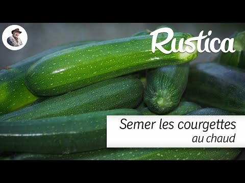 Semer des courgettes au chaud pour en avoir plus tôt