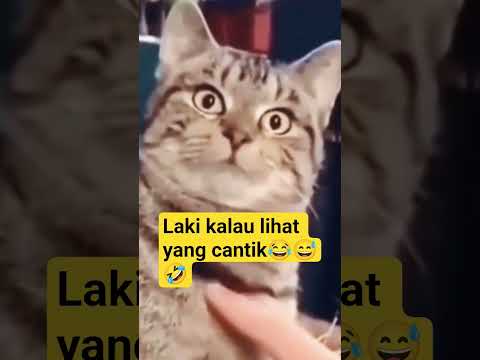 meong lucu, terpesona 😂😅🤣 #kucinglucu #meow #shorts