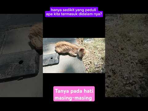 Ya Allah kasihan, "indukmu kemana syg"⁉️ #cat #kucingsedih #kucingmalang #kucing