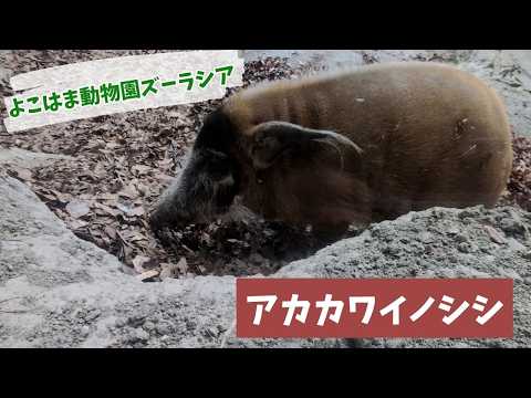 【よこはま動物園ズーラシア】アカカワイノシシ✨