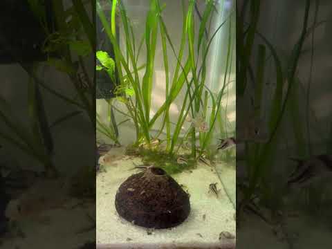 Simple planted aquarium 