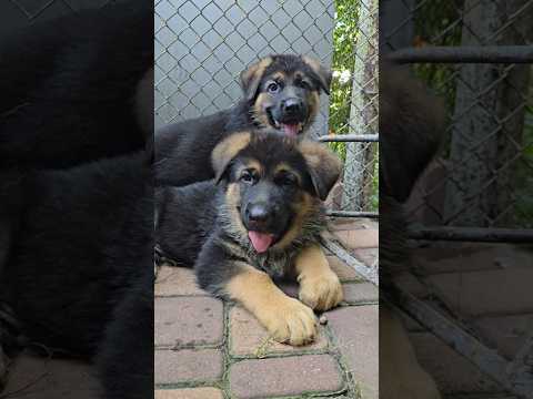 😘Cute faces. A funny group of German Shepherd puppies.