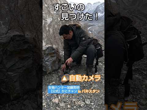 自動撮影カメラに映ったのは… ユキヒョウを追う！in パキスタン！【後編】≫生物ハンター加藤英明【公式】かとチャン