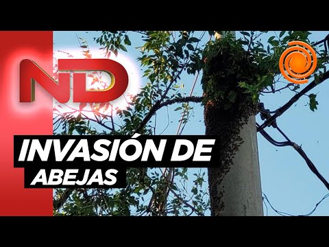 Invasión de abejas en Córdoba: Preocupación por los enjambres