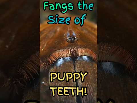 Did You Know Tarantulas Have Fangs This Big?!
