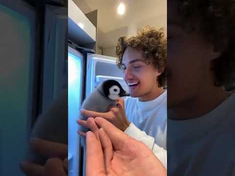 Klik hier om Kwebbelkop van 5 december te bekijken.