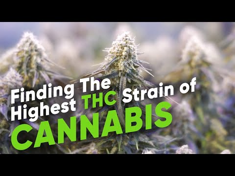 Finding The Highest THC strain of Cannabis Advanced Growing Ep. 1 | Advanced Nutrients