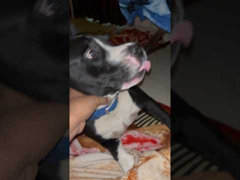 Mummy Ke Dar Se Rocky Bhaag Geya 😂 #pitbull #dogs #shorts