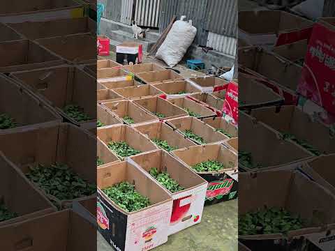 পেঁপের জগতে শাহীর উপরে কোন জাত নাই।