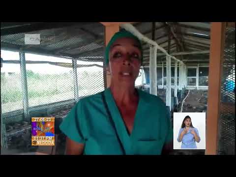 Fomentan  la cría de codorniz en Santiago de Cuba