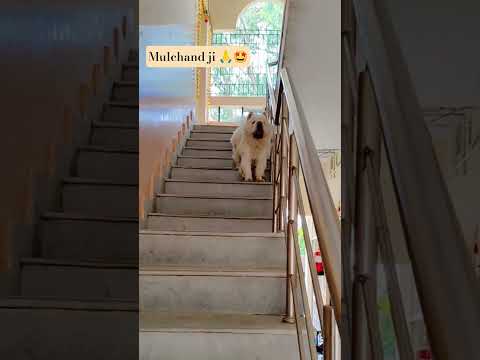 #mulchand #viral #cute #trending #pets #love #puppy #petlover #funny #cutedog #pethub 🐶🧿🫶