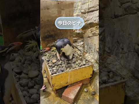 【short】今日のヒナ【5月8日】