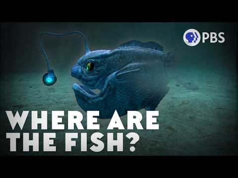 Photo for: The Mystery of the Missing Deep-Sea Fish
