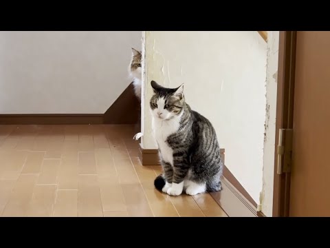 猫の動画サムネイル - 自分の名前が呼ばれるまで近くでスタンバイしていた猫