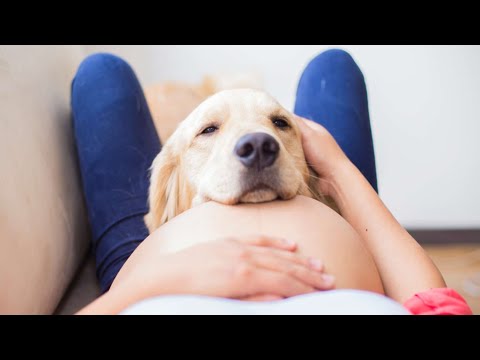 Lo que debes saber si estás embarazada y tienes mascotas