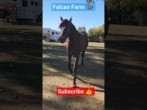 HERE HE COMES - ZOOM #horse ##shorts #short #equestrian #happy #funny #cute #beautiful #animals