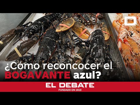 ¿Cómo reconocer un bogavante azul?