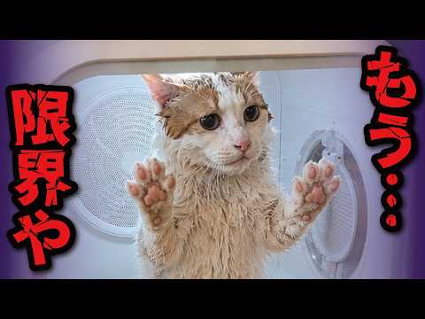 どうやら本っっっっっっっっ気でドライヤーが大嫌いみたいです…