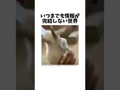 猫の動画サムネイル - この情報量あなたは耐えられますか？