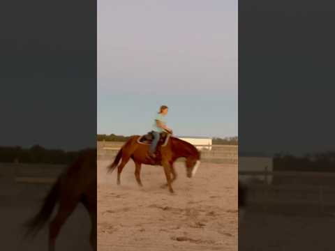 A beautiful ride with @CollectHorsemanship! 😍 #mustanghorse #equestrian