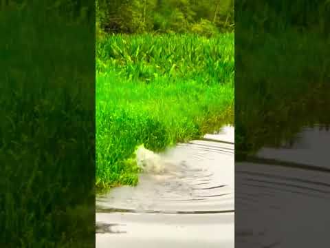 Just fan 🪭😁🪭😁#shorts #youtubeshorts #funny #comedy