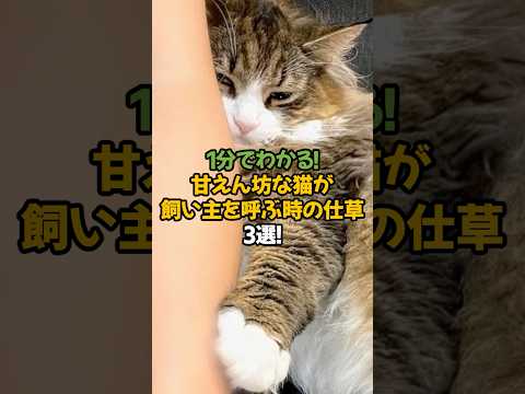 【激かわ】甘えん坊な猫が飼い主を呼ぶときの仕草3選!🐾1分で解説! #shorts #猫 #雑学