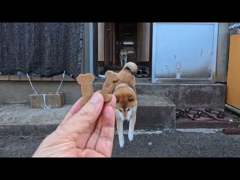 2025年9月16日愛犬の健康管理：高級オヤツとフィラリア予防の重要性 サムネイル