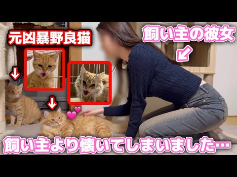 飼い主より彼女が好きな元野良猫兄妹がまさかの行動に…【YINO life スチームリンサー洗浄機】