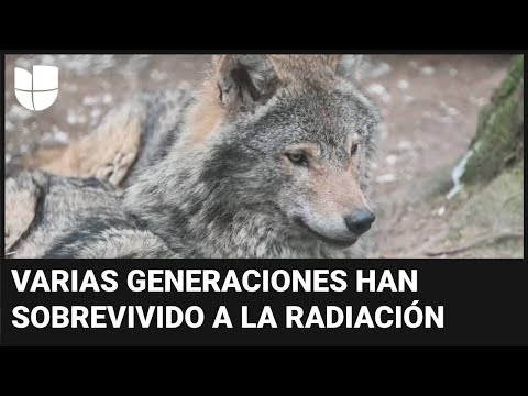 Lobos expuestos a la radiación en Chernobyl han desarrollado genes resistentes al cáncer