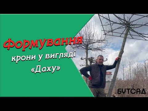 Формування крони в формі "Дах"