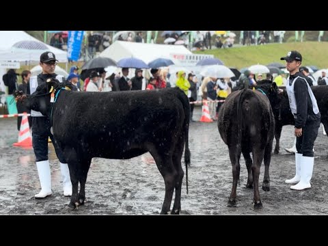107年の歴史がある「兵庫県畜産共進会」に行ってきました