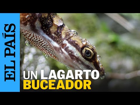 ANIMALES | El lagarto que utiliza una burbuja para esconderse de los depredadores | EL PAÍS