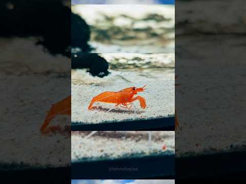 Brainrot On Real Life Fusion 😎🥶#shorts #brainrot #italianbrainrot #tungtungtungsahur #memes #anomali