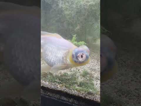 he's eating the algae #aquarium #fishtank #freshwa 