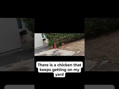 Cluckin’ Curious: Who Let the Hen Out?