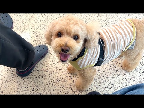 はじめての室内ドッグランが楽しすぎた大きいトイプードル【デカプー】【トイプードルのロアくん】【toy poodle】